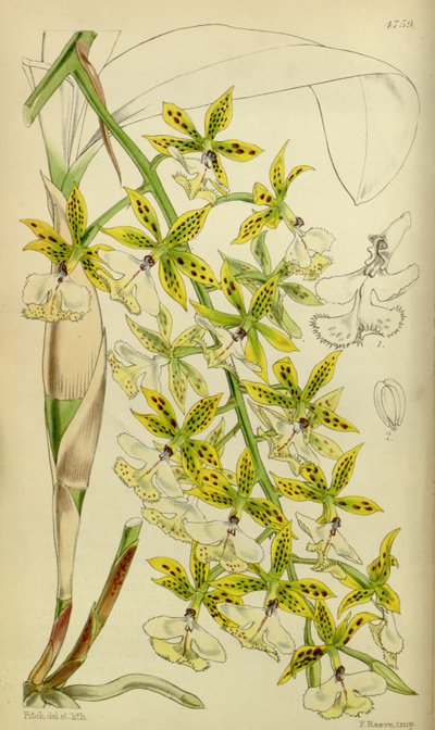 Illustration of Epidendrum Stamfordianum by Walter Hood Fitch